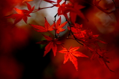 紅い記憶