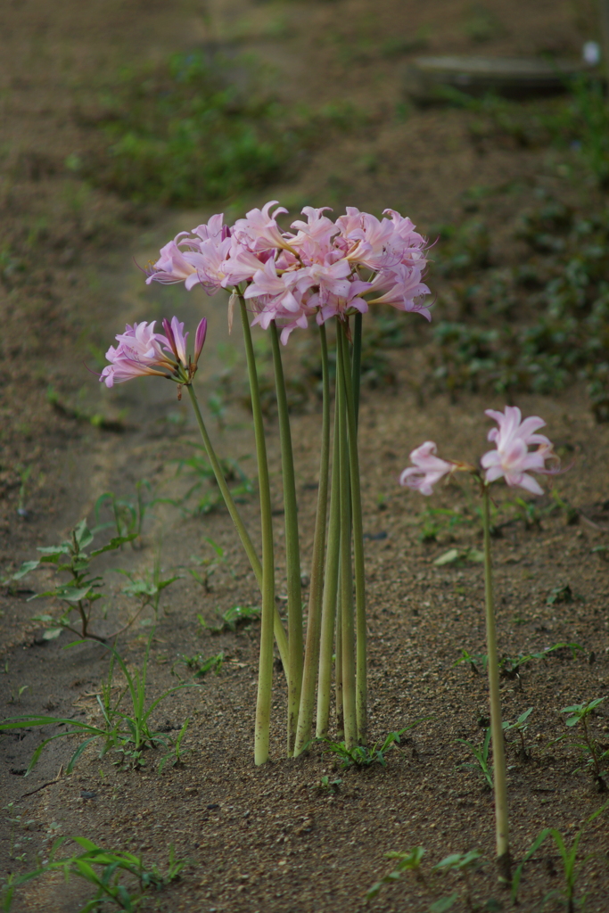 夏は終わり