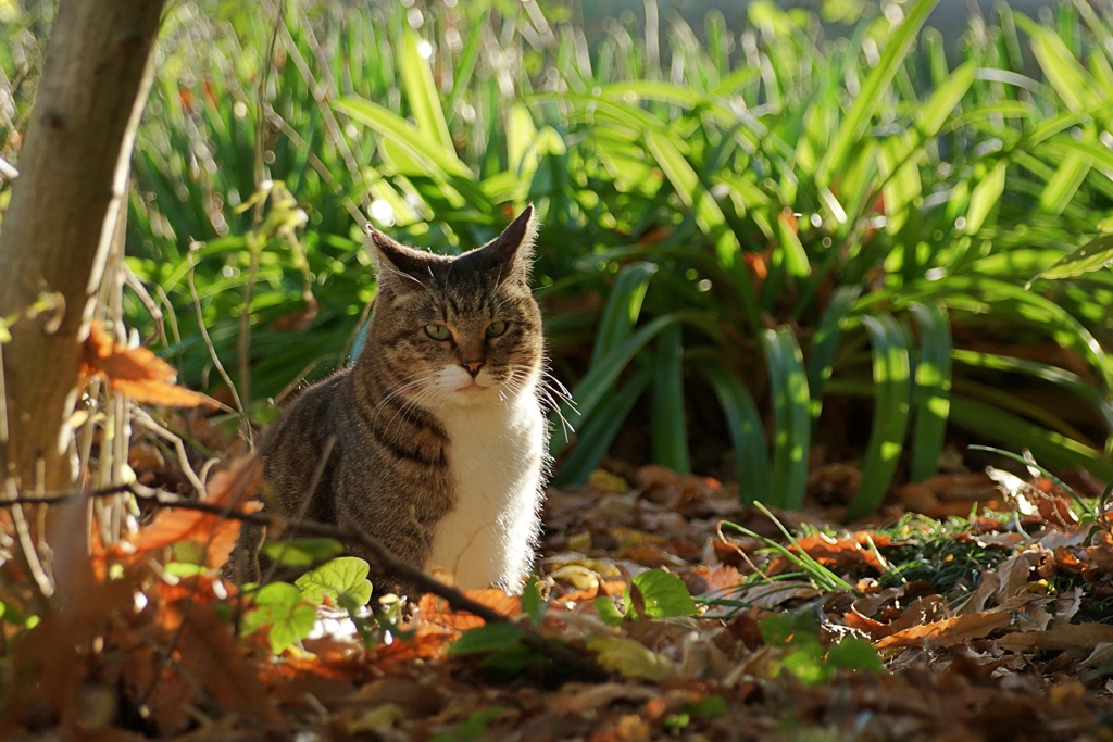 午後の猫（キジ）