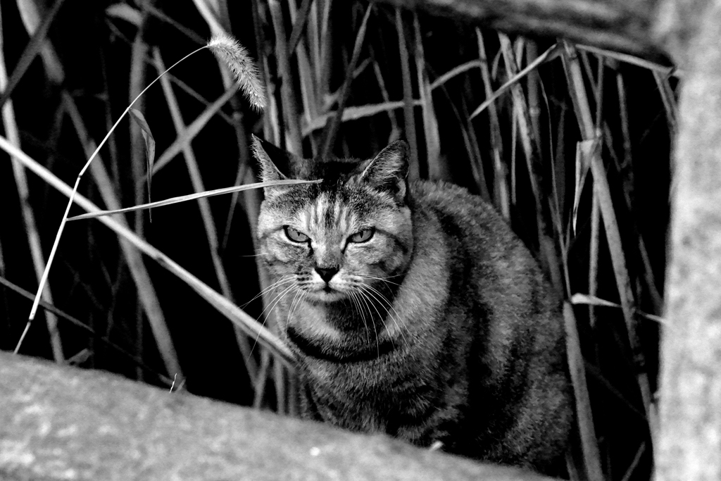 じゃれません・・