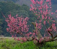 農地の癒し