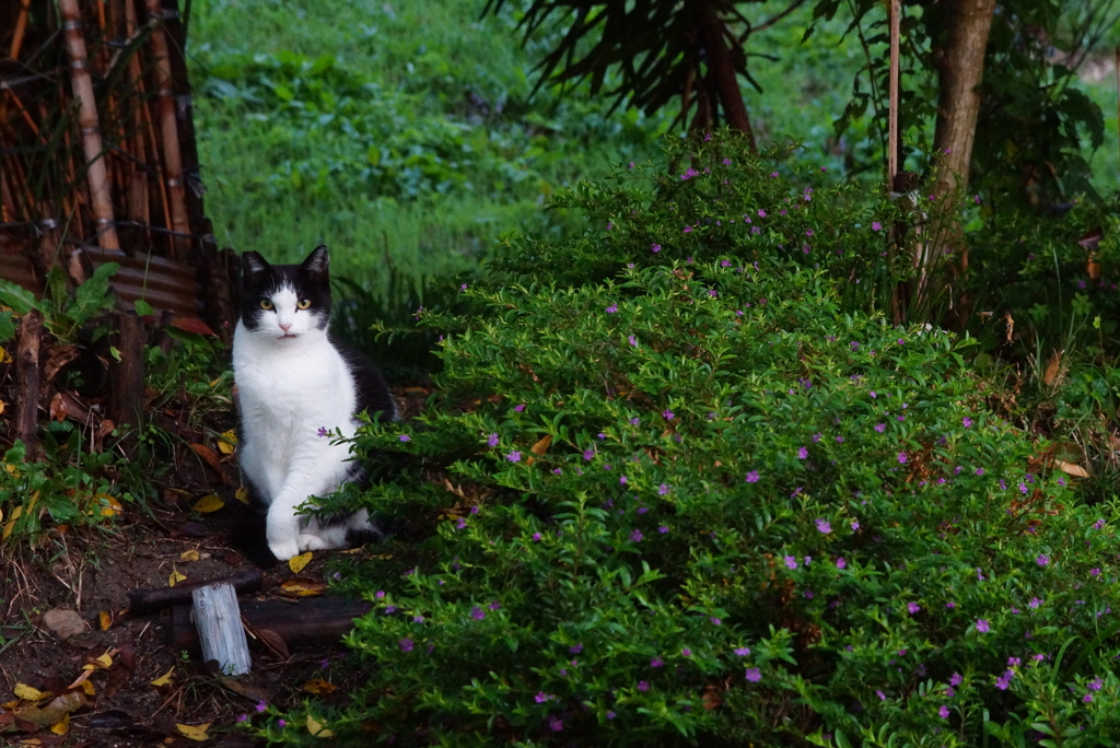 猫の置物