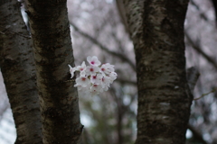 浮き桜