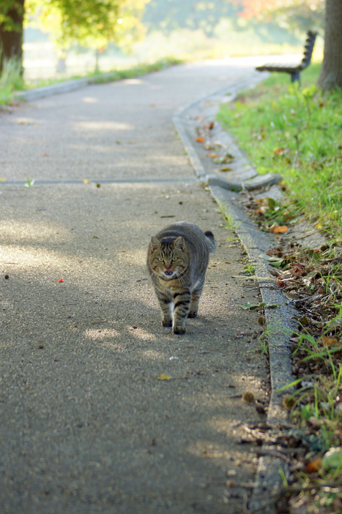 ごはん、ほしいにゃ～