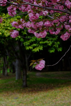 桜の使者、森へ誘う。