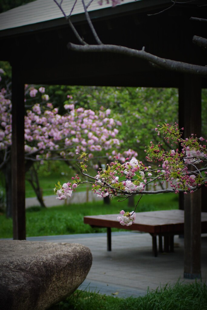 桜の東屋