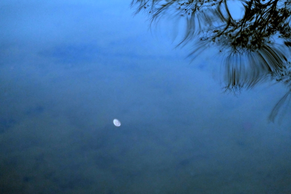 昧爽の水月