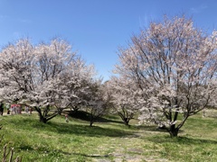 遠足
