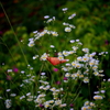 花輿