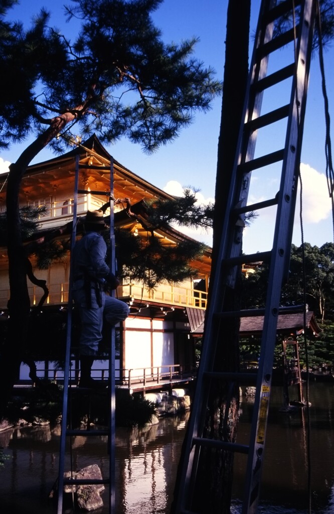 眺めの良い剪定作業