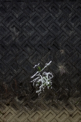 花押
