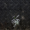 花押