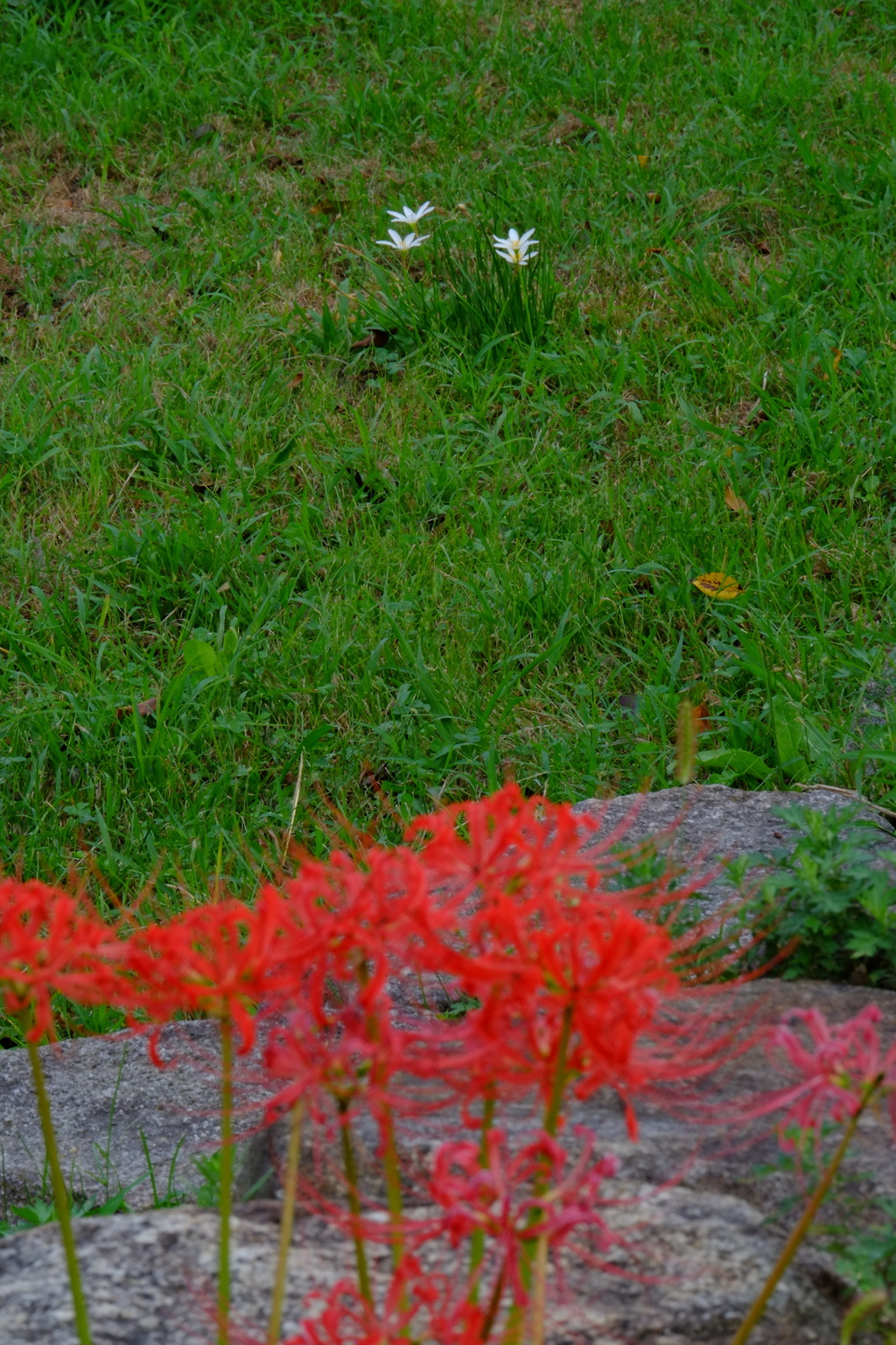 ワタシタチモ、ワスレナイデネ