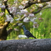 ハナトハト