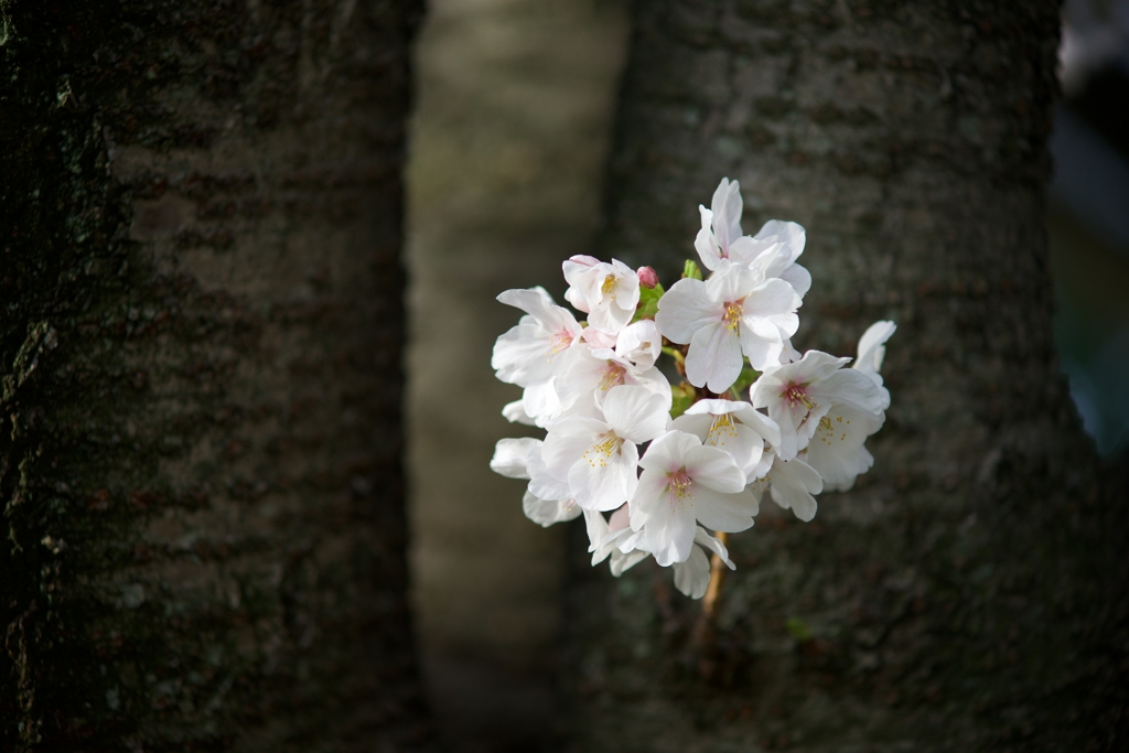 桜影