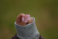 落ち桜