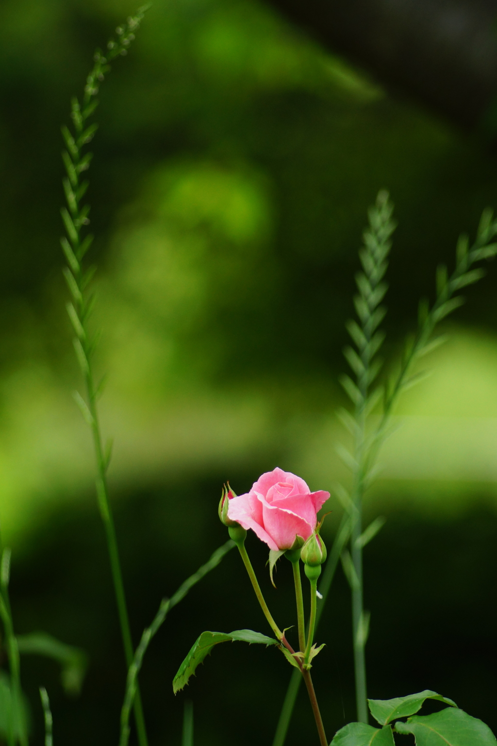 自由な開花
