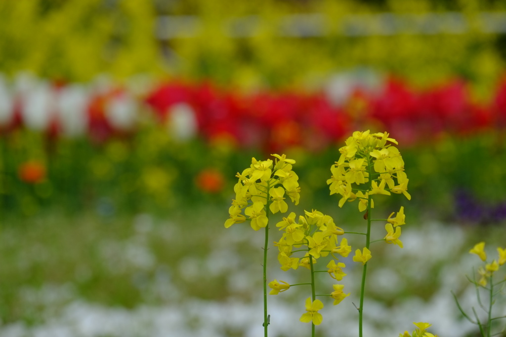 花壇が活動開始