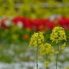 花壇が活動開始