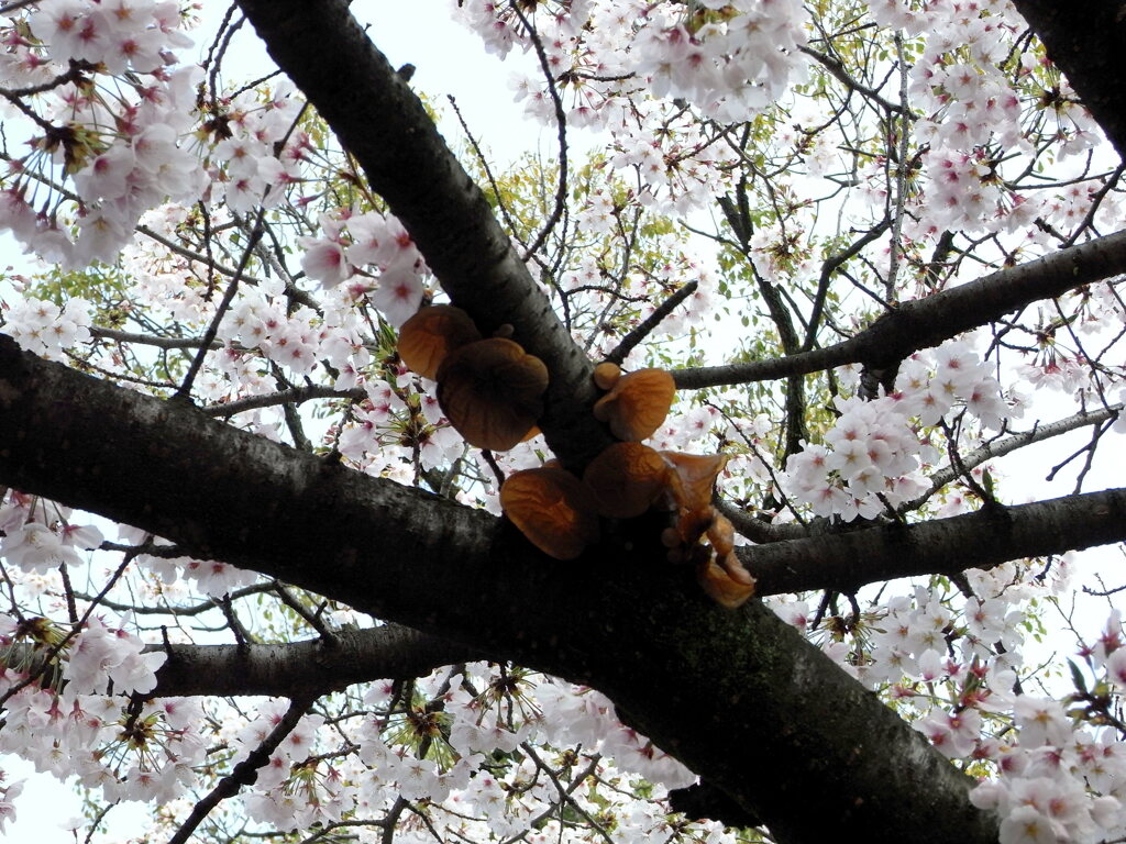 桜包囲網