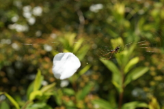 花より団子