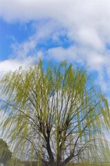 青空に広がって