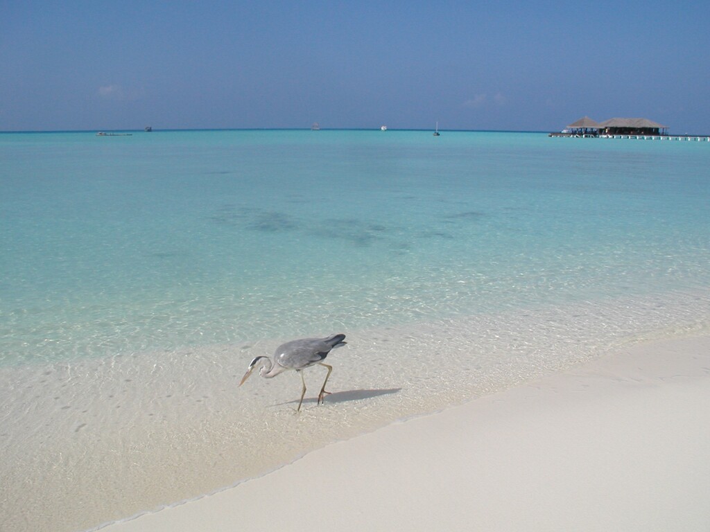 鳥さんの気分で。