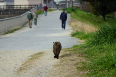 緩歩