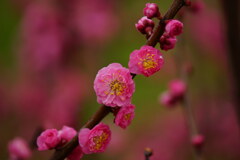 倒木の生命力