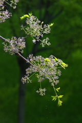 栴檀花火