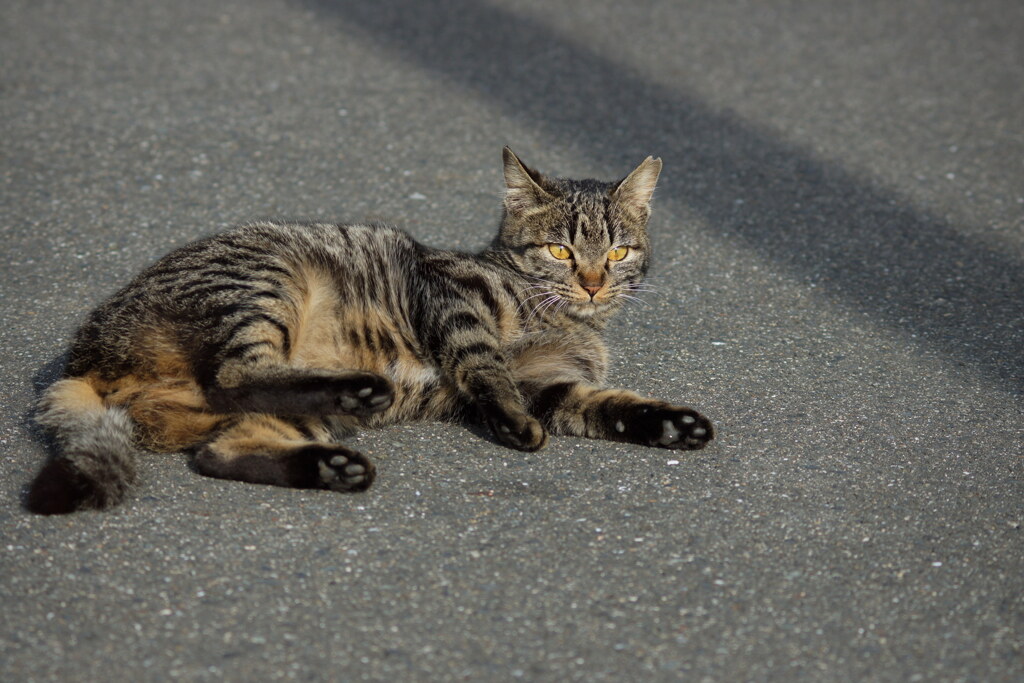 遊んでよん