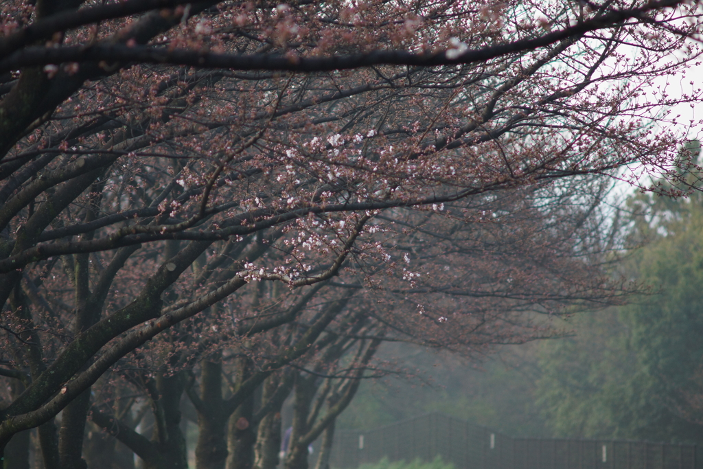 開花