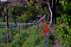 ラフな花壇