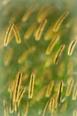 黄金は幻影
