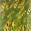 黄金は幻影