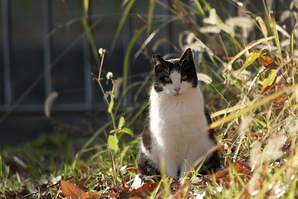 午後の猫（黒白）