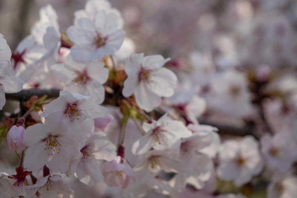 しまなみ海道の桜5