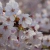 しまなみ海道の桜5