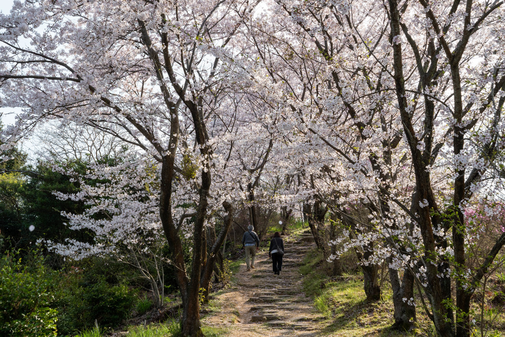 しまなみ海道の桜3