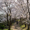 しまなみ海道の桜3