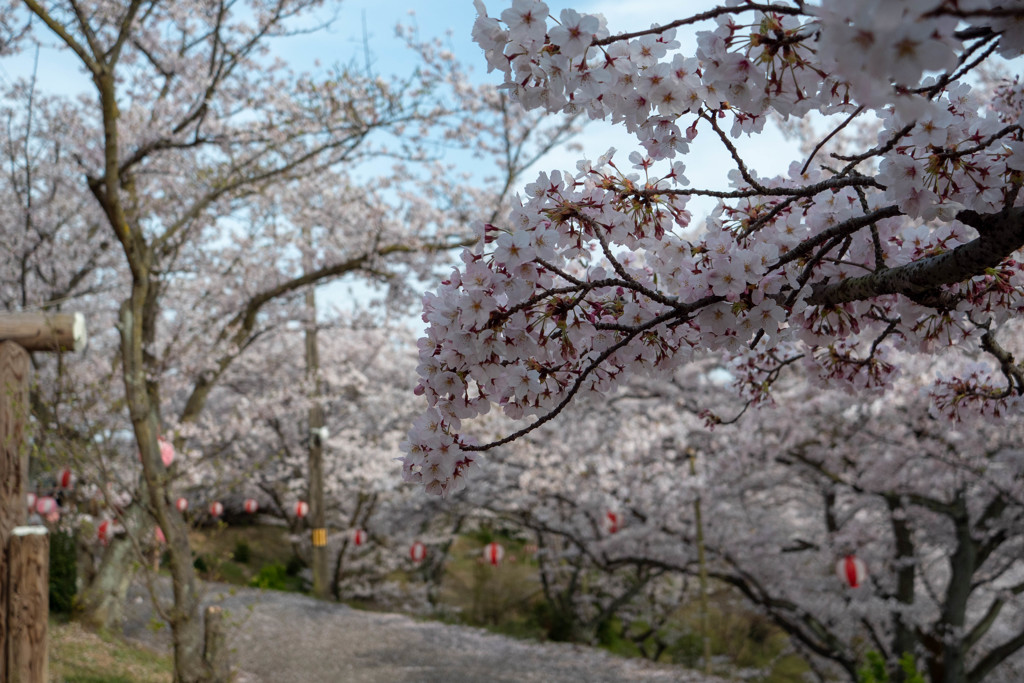 しまなみ海道の桜2