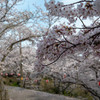 しまなみ海道の桜2