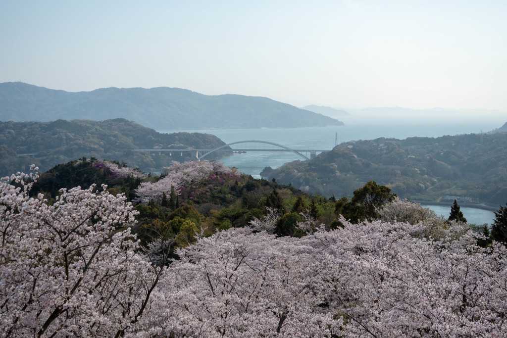 しまなみ海道の桜1
