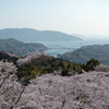 しまなみ海道の桜1