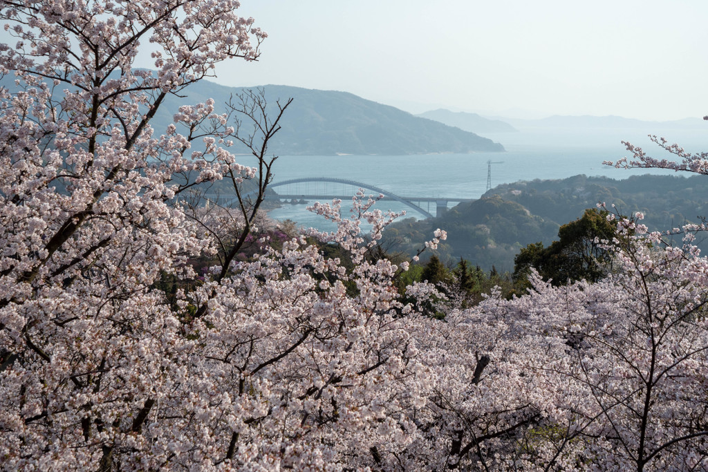 しまなみ海道の桜4