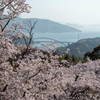 しまなみ海道の桜4