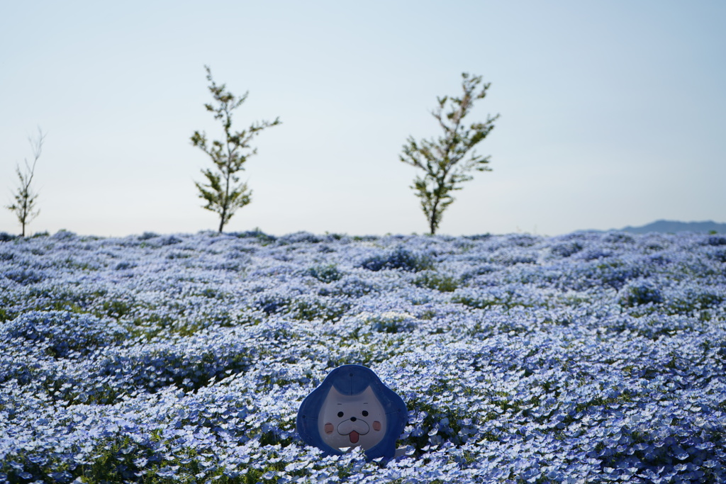 ネモフィラ祭り