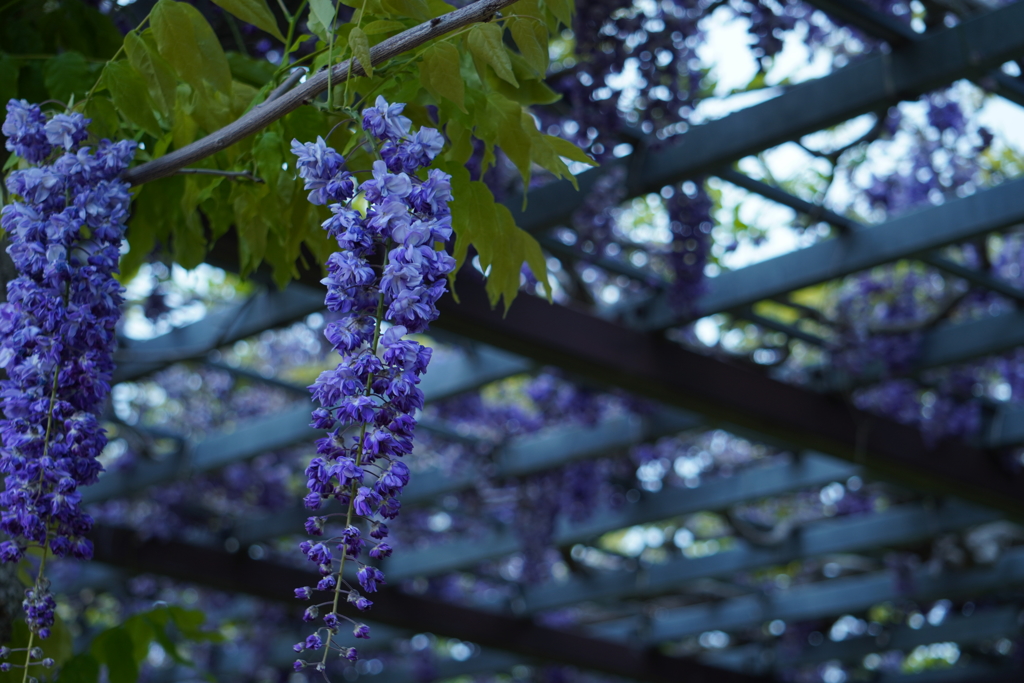 藤の花