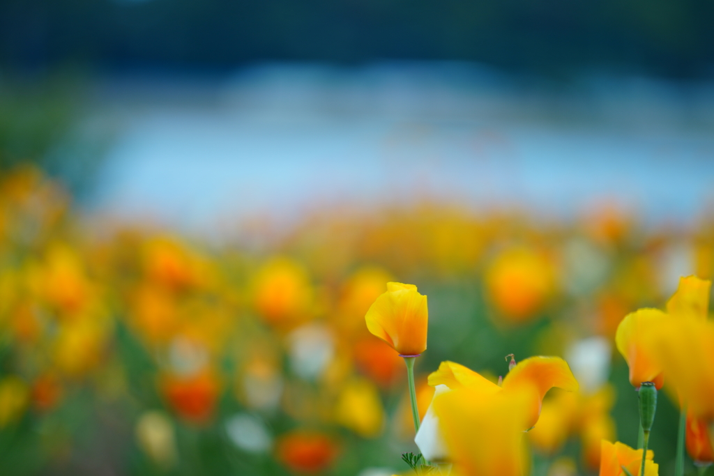 花と手賀沼