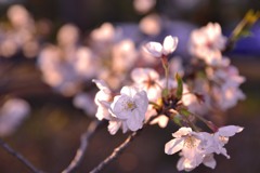 夕暮れの桜